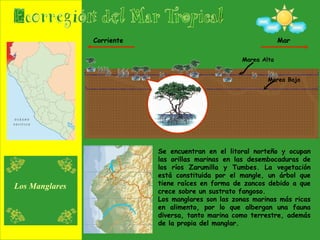 Se encuentran en el litoral norteño y ocupan las orillas marinas en las desembocaduras de los ríos Zarumilla y Tumbes. La vegetación está constituida por el mangle, un árbol que tiene raíces en forma de zancos debido a que crece sobre un sustrato fangoso. Los manglares son las zonas marinas más ricas en alimento, por lo que albergan una fauna diversa, tanto marina como terrestre, además de la propia del manglar. Los Manglares Marea Alta Marea Baja Mar Corriente 