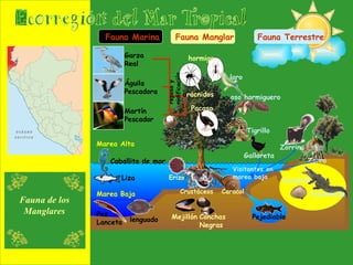Fauna Marina reposo y nidificación Fauna Manglar Fauna Terrestre Visitantes en marea baja Marea Alta Marea Baja Fauna de los Manglares Garza Real Águila Pescadora Martín Pescador hormiga a rácnidos Pacaso loro oso hormiguero Tigrillo Gallareta Zorro Zorrino Cocodrilo Polymesoda Erizo Crustáceos Caracol Mejillón Conchas Negras Liza Caballito de mar Pez Lanceta lenguado Pejediablo 