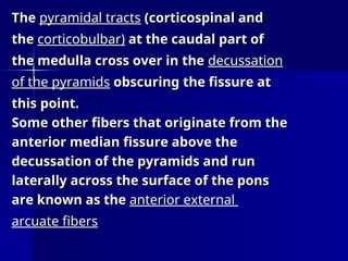 Pyramids Pons 2-medula-oblongata.pons brain stem mid brain | PPT