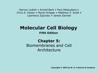Molecular Cell Biology Fifth Edition Chapter 5: Biomembranes and Cell Architecture Copyright © 2004 by W. H. Freeman & Company Harvey Lodish • Arnold Berk • Paul Matsudaira • Chris A. Kaiser • Monty Krieger • Matthew P. Scott • Lawrence Zipursky • James Darnell 