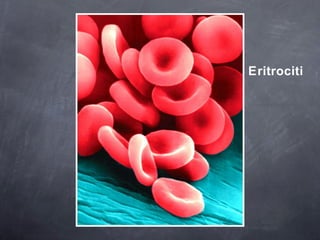 Eritrociti 