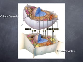Cellula Animale Cellula  Vegetale 
