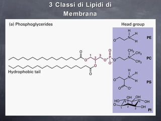 3 Classi di Lipidi di Membrana 