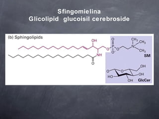 Sfingomielina Glicolipid  glucoisil cerebroside 