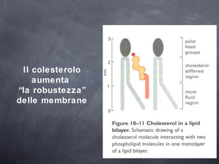 Il colesterolo aumenta  “ la robustezza” delle membrane 