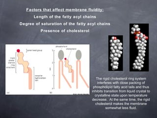 Factors that affect membrane fluidity: Length of the fatty acyl chains Degree of saturation of the fatty acyl chains Presence of cholesterol The rigid cholesterol ring system interferes with close packing of phospholipid fatty acid tails and thus inhibits transition from liquid crystal to crystalline state upon temperature decrease.  At the same time, the rigid cholesterol makes the membrane somewhat less fluid. 