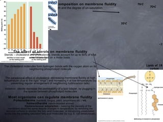 The effect of fatty acid composition on membrane fluidity Two aspects: the length and the degree of un-saturation Membrane lipids often contain one saturated and on unsaturated fatty acids The effect of sterols on membrane fluidity Sterols – cholesterol and phytosterols. Sterols account for up to 50% of total membrane lipid on a molar basis The cholesterol molecules form hydrogen bonds with the oxygen atom on its neighboring phospholipid molecule The  paradoxical effect of cholesterol : decreasing membrane fluidity at high temperature (due to the rigid “rings”) and increasing it at low temperature (by preventing regular arrangement of neighboring hydrocarbon tails) However, sterols decrease the permeability of a lipid bilayer, by plugging in the spaces between phospholipid molecules Most organisms can regulate membrane fluidity Poikelotherms  (bacteria, fungus, plant, amphibians etc.)  vs. homeotherms  (warm-blooded animal) Homeoviscous adaptation  – keeping the viscosity of the membrane about the same despite changes in temperature, by removing the terminal carbons to shorten the fatty acid molecules  or introducing unsaturated bonds into the existing saturated fatty acid molecules (by e.g. E. coli desaturasae). Lipids of 18 carbon 70 o C -11 o C 76 o C 32 o C 