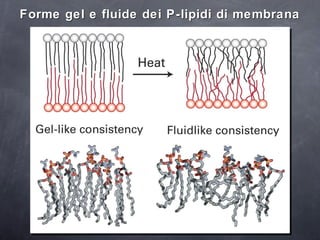Forme gel e fluide dei P-lipidi di membrana 