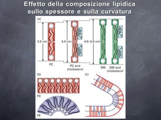 Effetto della composizione lipidica  sullo spessore e sulla curvatura   