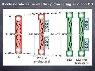 Il colesterolo ha un effetto lipid-ordering solo con PC 