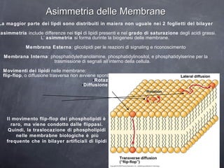 Asimmetria delle Membrane La maggior parte dei lipdi sono distribuiti in maiera non uguale nei 2 foglietti del bilayer L’  asimmetria  include differenze nei  tipi  di lipidi presenti e nel  grado di saturazione  degli acidi grassi. L’  asimmetria  si forma durinte la biogenesi delle membrane.  Membrana Esterna : glicolipidi per le reazioni di signaling e riconoscimento Membrana Interna : phosphatidylethanolamine, phosphatidylinositol, e phosphatidylserine per la trasmissione di segnali all’interno della cellula.  Movimenti   dei lipidi  nelle membrane: flip-flop , o diffusione trasversa non avviene spontane amente Rotaz ione Diffusione  Laterale Il movimento flip-flop dei phospholipidi è raro, ma viene condotto dalle flippasi. Quindi, la traslocazione di phospholipidi nelle membrabne biologiche è più frequente che in bilayer artificiali di lipidi 