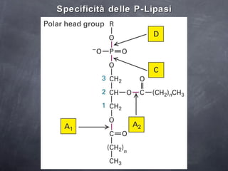Specificità delle P-Lipasi 