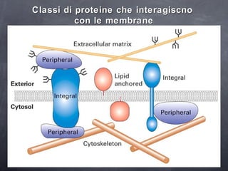 Classi di proteine che interagiscno  con le membrane 