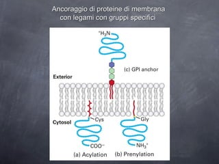 Ancoraggio di proteine di membrana  con legami con gruppi specifici   