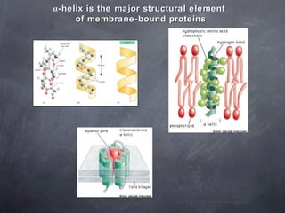 α-helix is the major structural element  of membrane-bound proteins 