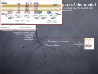 Membrane lipids: the “mosaic” part of the model Freezing fracturing: quick frozen (in liquid nitrogen) and then subjected to a sharp blow of a diamond knife. E face (exoplasmic sicde) and P face (protoplasmic side) Membrane contain integral, peripheral, and lipid-anchored proteins Integral membrane proteins:  contain ~20 aa hydrophobic transmembrane segment and hard to isolate or extract and need detergent treatment. Intergral monotopic proteins Transmembrane protein:  singlepass multipass multi-subunit Glycophorin of erythrocyte Bacteriorhodopsin The hydropathy plot 