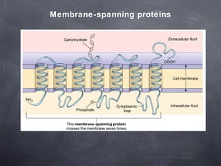 Membrane-spanning proteins 