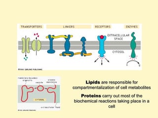 Lipids  are responsible for compartmentalization of cell metabolites Proteins  carry out most of the biochemical   reactions taking place in a cell 