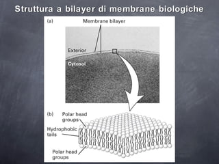 Struttura a bilayer di membrane biologiche 