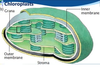 2 - Membranes & cell organelles