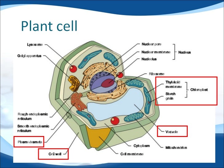 2 - Membranes & cell organelles