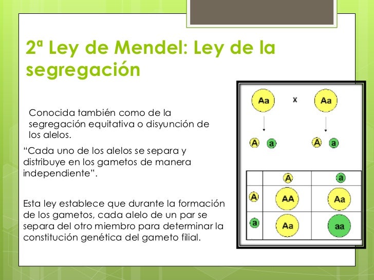 Primera Y Segunda Ley De Mendel Resumen Ley Compartir