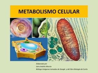 METABOLISMO CELULAR




     Elaborado por
     Jairo Andrés Murcia
     Biólogo Imágenes tomadas de Google y del libro Biología de Curtis
 