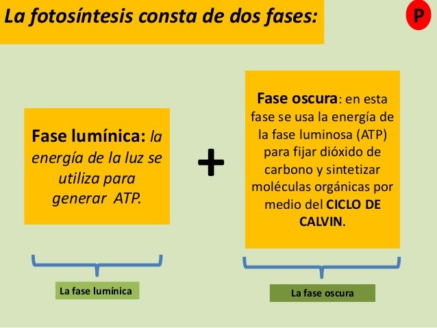 2. Metabolismo celular