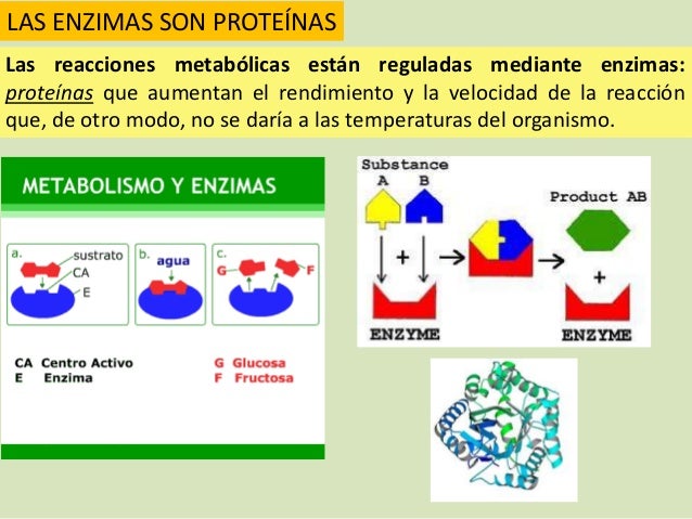 Preguntas sobre las recetas de la dieta del metabolismo acelerado (colección vital)