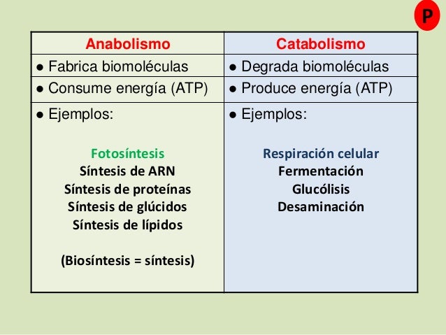Marca y metabolismo anaerobico alactico