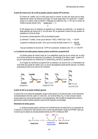 METABOLISMO DE LÍPIDOS


A partir del número de C de un AG se pueden calcular cuántos ATP se forman

        El número de “vueltas” que un ácido graso pone en marcha, es decir las veces que se oxida,
        depende del número de carbonos que tenga. Si el ácido graso tiene 16 C podrá dar 7 “vueltas”,
        porque en la última vuelta se liberan 2 moléculas de acetil-CoA (Fig. 1). Por eso el número de
        vueltas se puede calcular como: número de C ( - 1).
                                                  2
        El AG después de la β oxidación se transforma en moléculas de acetil-CoA, y la cantidad de
        éstas depende del número de C. Si el AG tiene 16C se generarán 8 acetil CoA que pueden ser
        oxidadas en el Ciclo de Krebs.
        En resumen, el ácido palmítico (16C) en β-oxidación puede :
        a) alimentar 7 “vueltas”, en las que se reducen 7 FAD y 7 NAD (7x2) + (7x3)     = 35 ATP
         b) generar 8 moléculas de acetil - CoA, que en el Ciclo de Krebs rinden 8 x 12 = 96 ATP
                                                                                          131 ATP
         Hay que considerar el consumo de 2 ATP en la activación, el balance neto: 131– 2 = 129 ATP.

La β oxidación de ácidos grasos impares produce acetil-CoA y propionil-CoA

        Los ácidos grasos de número impar de C se metabolizan igual que los de número par, es decir
    en la misma secuencia de reacciones la β oxidación. Sin embargo en la última “vuelta” quedan 5 C,
    que por ruptura genera una molécula de 2 C (acetil-CoA) y otra de 3 C (propionil-CoA).
        En el hígado de mamíferos la propionil-CoA se carboxila y da succinil CoA, un intermediario del
    Ciclo Krebs que puede dar malato, que a su vez por glucogénesis puede generar glucosa. La síntesis
    de glucosa por esta vía es clave en los rumiantes.




A partir de AG no se puede sintetizar glucosa

La acetil–CoA no es fuente de oxalacetato, porque si bien aporta 2 C al Ciclo de Krebs, en las reacciones
de decarboxilación del Ciclo salen 2 C como CO2 (ver Ciclo de Krebs, Fig. 3). Este concepto importa
porque explica por qué los ácidos grasos no son glucogénicos. Sólo semillas de oleaginosas durante la
germinación pueden sintetizar glúcidos a partir de AG mediante una estrategia

Biosíntesis de ácidos grasos

        La síntesis de ácidos grasos comienza con la transformación de acetil-CoA en un compuesto de
3 carbonos, la malonil-CoA. Esta reacción ocurre cuando hay alta relación celular de ATP/ADP, dado que
la enzima que la cataliza es activada alostérciamente por ATP e inhibida por ADP.




                                                   39
 