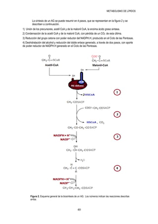 METABOLISMO DE LÍPIDOS


        La síntesis de un AG se puede resumir en 4 pasos, que se representan en la figura 2 y se
        describen a continuación.
1) Unión de los precursores, acetil CoA y de la malonil CoA, la enzima ácido graso sintasa.
2) Condensación de la acetil CoA y de la malonil CoA, con pérdida de un CO2 de esta última.
3) Reducción del grupo cetona con poder reductor del NADPH.H, producido en el Ciclo de las Pentosas.
4) Deshidratación del alcohol y reducción del doble enlace generado, a través de dos pasos, con aporte
de poder reductor de NADPH.H generado en el Ciclo de las Pentosas.




       Figura 2. Esquema general de la biosíntesis de un AG. Los números indican las reacciones descritas
       arriba.


                                                     40
 