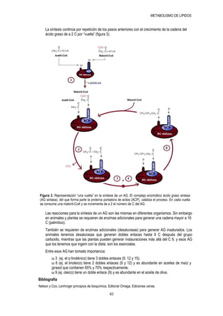 METABOLISMO DE LÍPIDOS


    La síntesis continúa por repetición de los pasos anteriores con el crecimiento de la cadena del
    ácido graso de a 2 C por “vuelta” (figura 3).




 Figura 3. Representación “una vuelta” en la síntesis de un AG. El complejo enzimático ácido graso sintasa
 (AG sintasa), del que forma parte la proteína portadora de acilos (ACP), cataliza el proceso. En cada vuelta
 se consume una malonil-CoA y se incrementa de a 2 el número de C del AG.

    Las reacciones para la síntesis de un AG son las mismas en diferentes organismos. Sin embargo
    en animales y plantas se requieren de enzimas adicionales para generar una cadena mayor a 16
    C (palmítico).
    También se requieren de enzimas adicionales (desaturasas) para generar AG insaturados. Los
    animales tenemos desaturasas que generan dobles enlaces hasta 9 C después del grupo
    carboxilo, mientras que las plantas pueden generar instauraciones más allá del C 9, y esos AG
    que los tenemos que ingerir con la dieta: son los esenciales.
    Entre esos AG han tomado importancia:
         ω 3 (ej. el α linolénico) tiene 3 dobles enlaces (9, 12 y 15).
         ω 6 (ej. el linoleico) tiene 2 dobles enlaces (9 y 12) y es abundante en aceites de maíz y
         girasol que contienen 65% y 70% respectivamente.
         ω 9 (ej. oleico) tiene un doble enlace (9) y es abundante en el aceite de oliva.
Bibliografía
Nelson y Cox, Lenhinger principios de bioquímica. Editorial Omega. Ediciones varias.

                                                  41
 