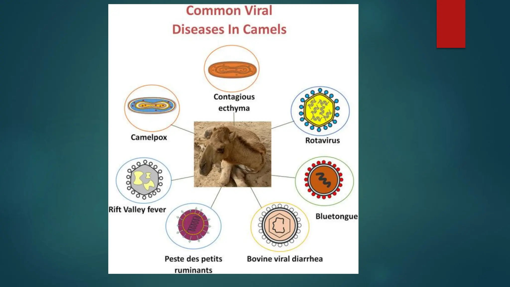 2-Method of Diagnosis of Camel Diseases (Clinical Examination) Prof Dr ...