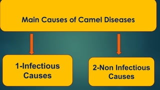 2-Method of Diagnosis of Camel Diseases (Clinical Examination) Prof Dr ...