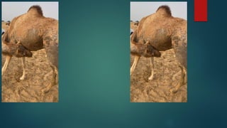 2-Method of Diagnosis of Camel Diseases (Clinical Examination) Prof Dr ...