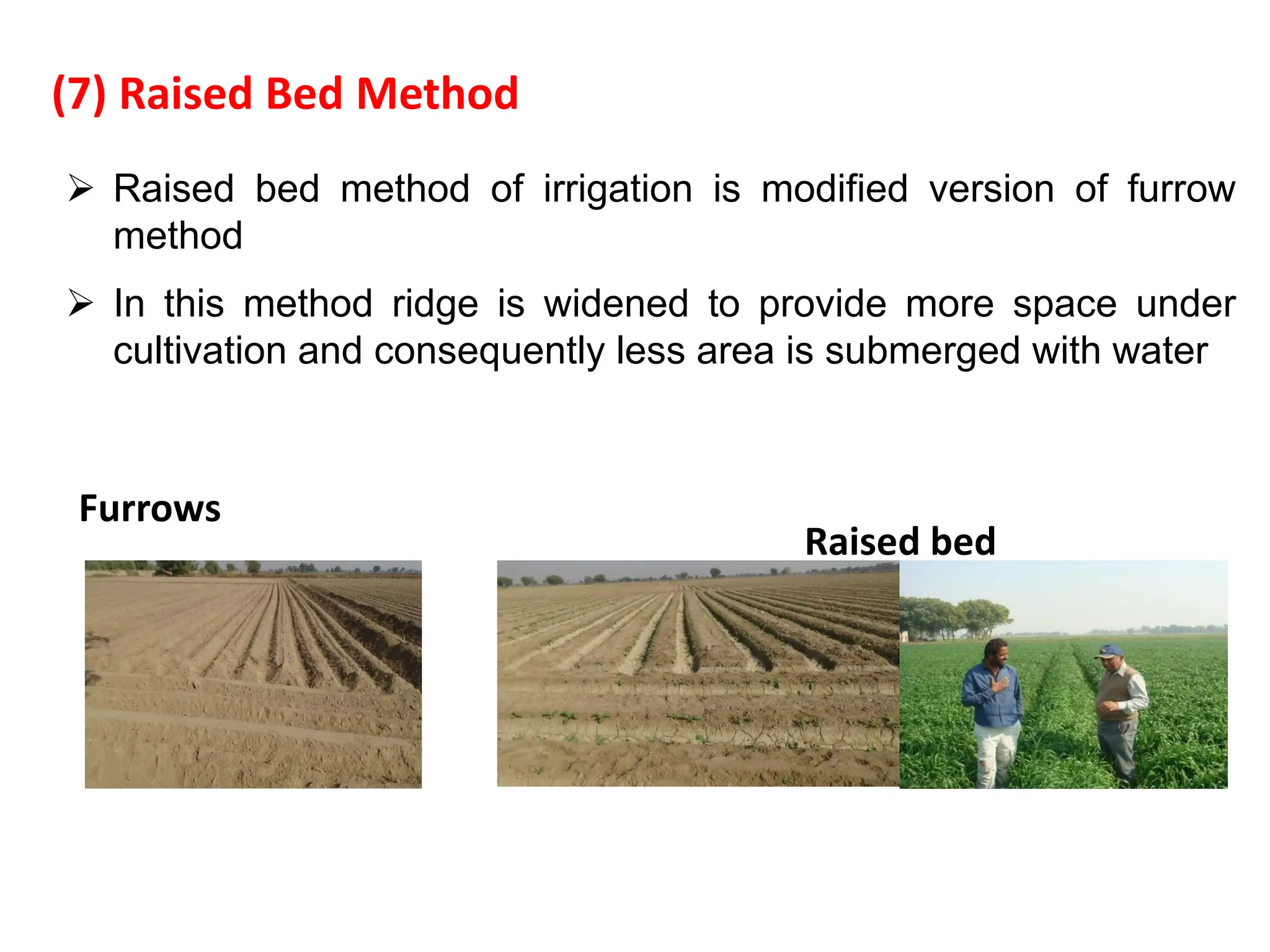 Furrows
Raised bed
(7) Raised Bed Method
 Raised bed method of irrigation is modified version of furrow
method
 In this method ridge is widened to provide more space under
cultivation and consequently less area is submerged with water
 
