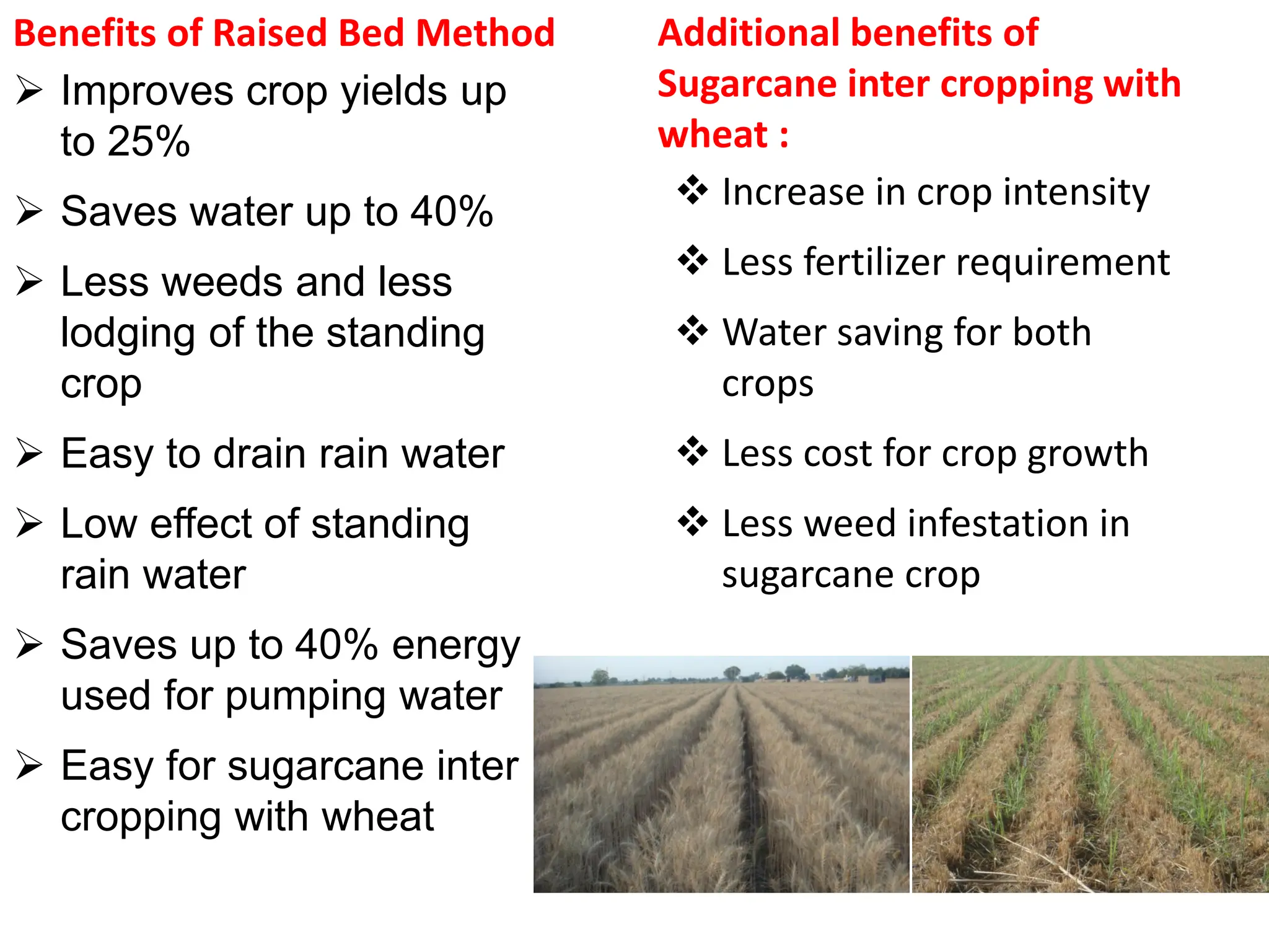 Benefits of Raised Bed Method
 Improves crop yields up
to 25%
 Saves water up to 40%
 Less weeds and less
lodging of the standing
crop
 Easy to drain rain water
 Low effect of standing
rain water
 Saves up to 40% energy
used for pumping water
 Easy for sugarcane inter
cropping with wheat
Additional benefits of
Sugarcane inter cropping with
wheat :
 Increase in crop intensity
 Less fertilizer requirement
 Water saving for both
crops
 Less cost for crop growth
 Less weed infestation in
sugarcane crop
 