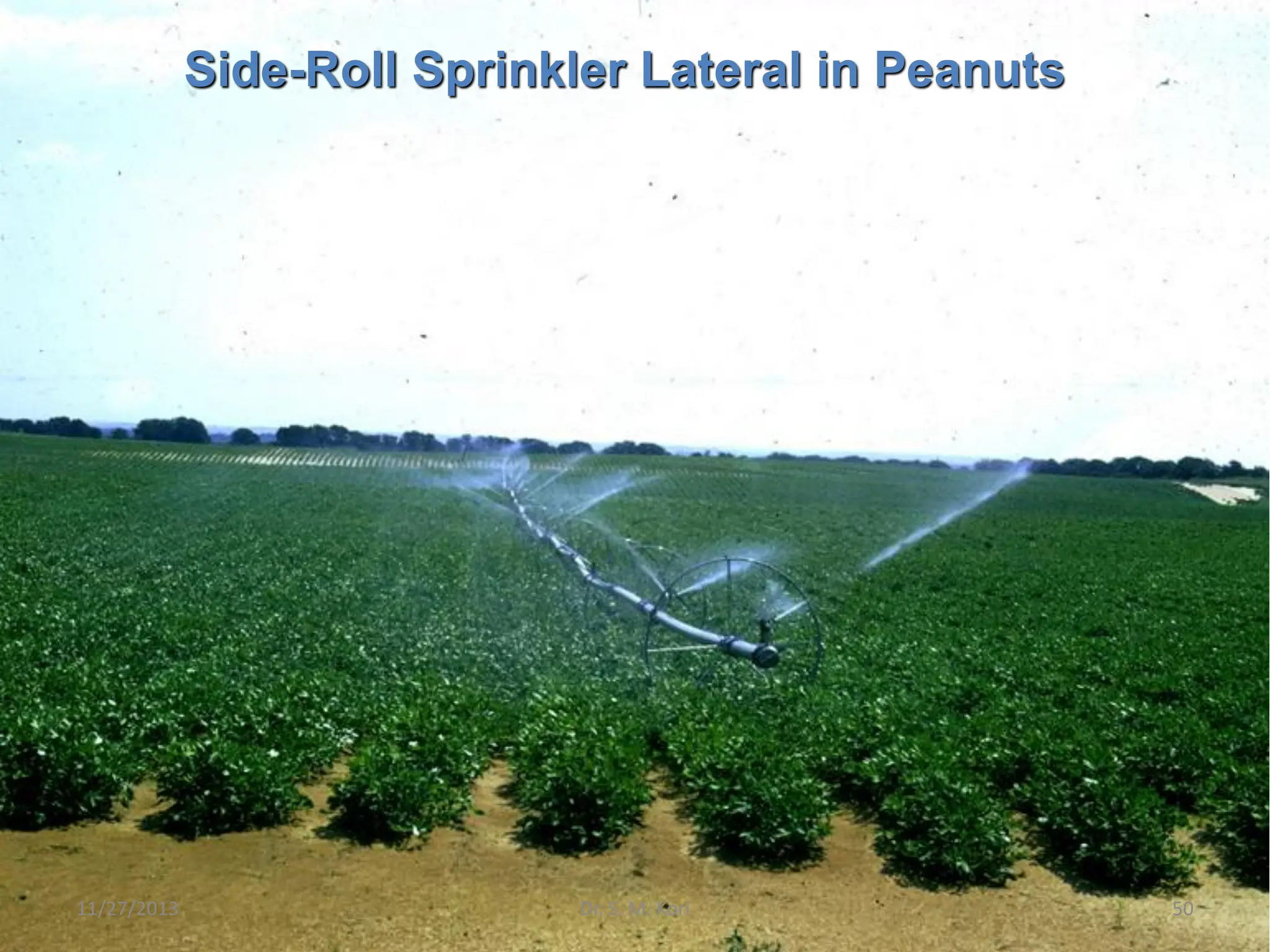 Side-Roll Sprinkler Lateral in Peanuts
11/27/2013 50
Dr. S. M. Kori
 
