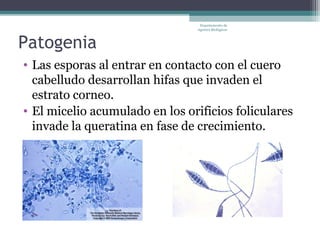 Departamento de
                                Agentes Biológicos



Patogenia
• Las esporas al entrar en contacto con el cuero
  cabelludo desarrollan hifas que invaden el
  estrato corneo.
• El micelio acumulado en los orificios foliculares
  invade la queratina en fase de crecimiento.
 