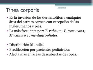 Departamento de


Tinea corporis
                               Agentes Biológicos




• Es la invasión de los dermatofitos a cualquier
  área del estrato corneo con excepción de las
  ingles, manos y pies.
• Es más frecuente por: T. rubrum, T. tonsurans,
  M. canis y T. mentagrophytes.

• Distribución Mundial
• Predilección por pacientes pediátricos
• Afecta más en áreas descubiertas de ropas.
 