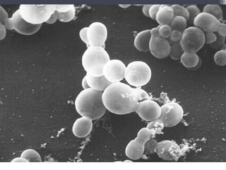 Departamento de
Agentes Biológicos
 