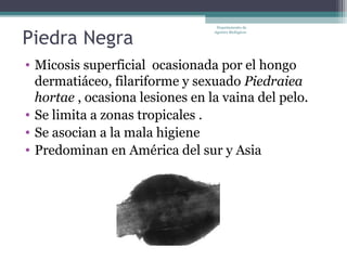 Departamento de


Piedra Negra
                                 Agentes Biológicos




• Micosis superficial ocasionada por el hongo
  dermatiáceo, filariforme y sexuado Piedraiea
  hortae , ocasiona lesiones en la vaina del pelo.
• Se limita a zonas tropicales .
• Se asocian a la mala higiene
• Predominan en América del sur y Asia
 