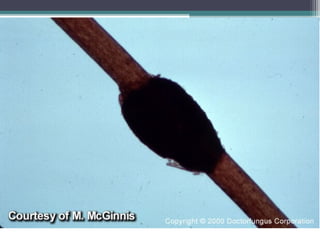 Departamento de
Agentes Biológicos
 