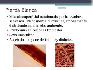 Departamento de


Pierda Blanca
                              Agentes Biológicos




• Micosis superficial ocasionada por la levadura
  asexuada Trichosporon cutaneum, ampliamente
  distribuido en el medio ambiente.
• Predomina en regiones tropicales
• Sexo Masculino
• Asociado a higiene deficiente y diabetes.
 