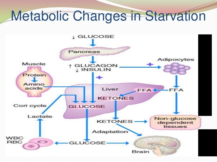 2.mnt for metabolic stress burn...