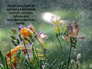 Não te esqueças de agir para a felicidade comum, na linha infinita dos teus dias e das tuas horas.  