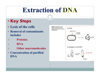 Comprehensive Guide to DNA Isolation and Purification Techniques | PDF