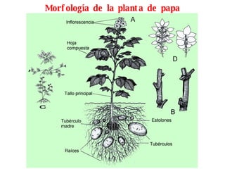 Morfología de la planta de papa 