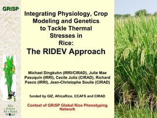 GRiSP

Integrating Physiology, Crop
Modeling and Genetics
to Tackle Thermal
Stresses in
Rice:

The RIDEV Approach
Michael Dingkuhn (IRRI/CIRAD), Julie Mae
Pasuquin (IRRI), Cecile Julia (CIRAD), Richard
Pasco (IRRI), Jean-Christophe Soulie (CIRAD)

funded by GIZ, AfricaRice, CCAFS and CIRAD

Context of GRiSP Global Rice Phenotyping
Network

 